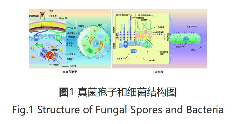 絲狀真菌 ——城鎮(zhèn)供水系統(tǒng)生物風(fēng)險(xiǎn)和安全保障的新挑戰(zhàn)